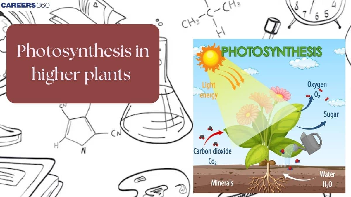 Photosynthesis in Higher Plants: Overview, Topics, MCQs, Books, Tips